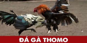 Đá gà trường thomo