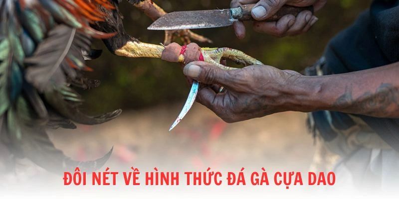 Đá gà cựa dao là gì?