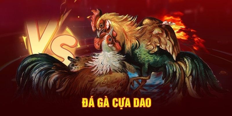 Các trận chiến cựa dao thường đem lại không khí sôi động, kịch tính