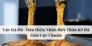 Vảy gà đá