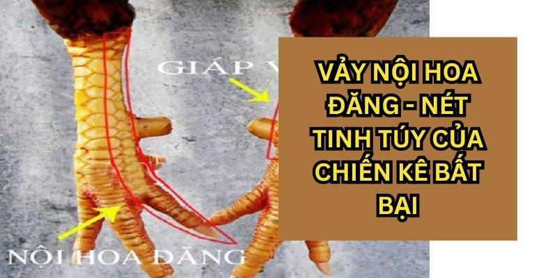 Vảy gà đá Nội Hoa Đăng rất đẹp mắt